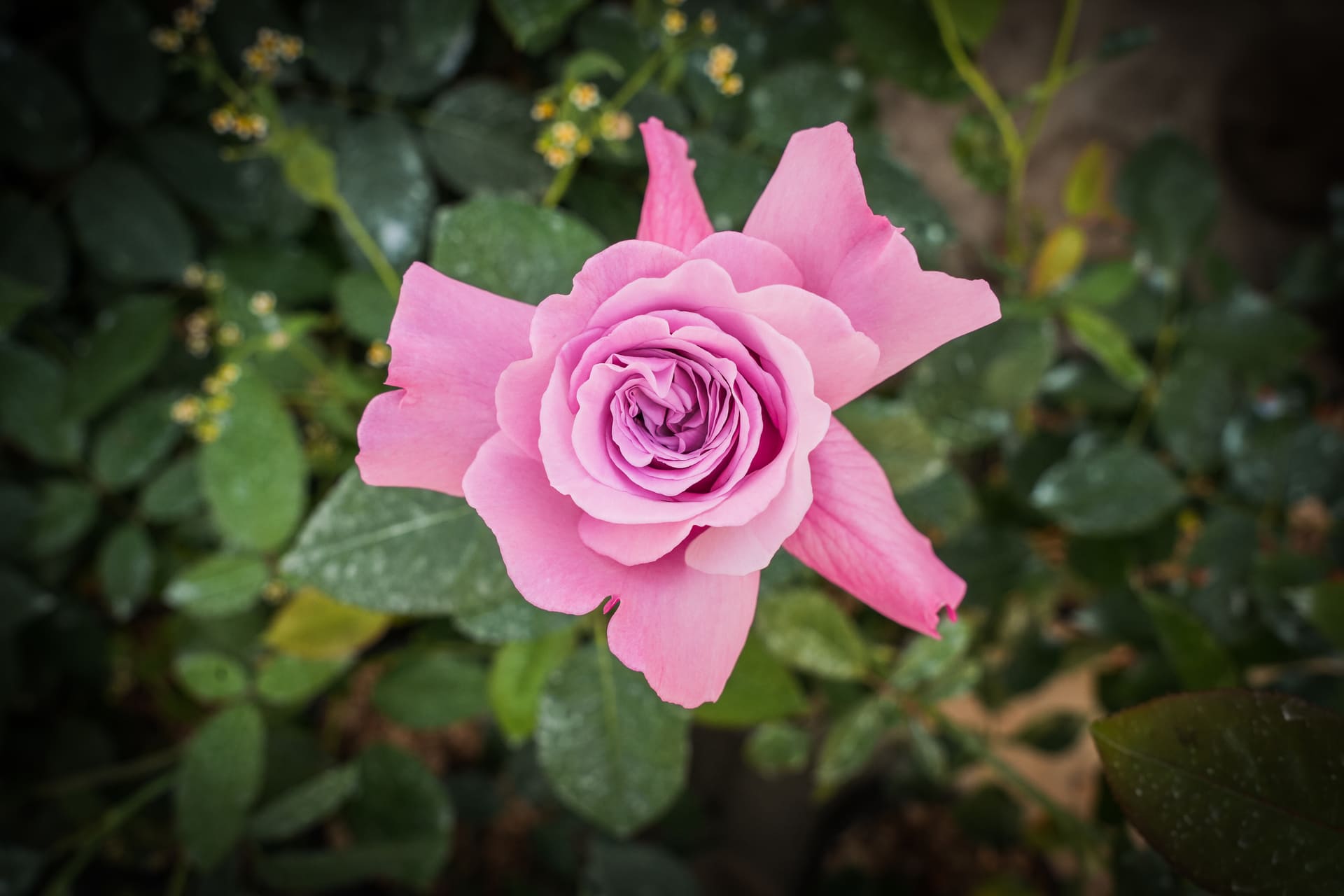 Rose | Una lunga storia d'amore