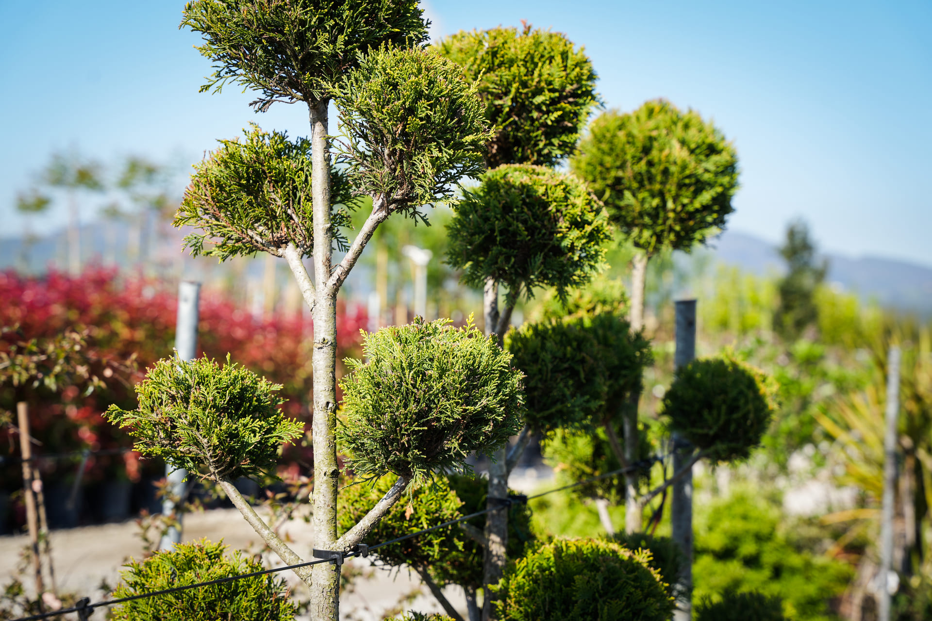 Arte topiaria | Un'arte antica, tramandata per il tuo giardino