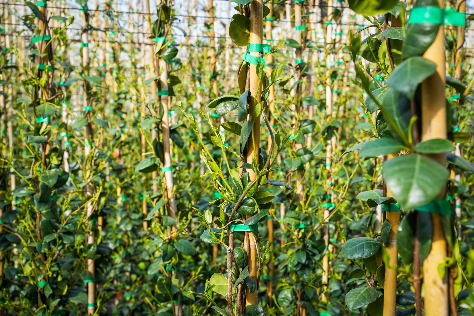 Vivai Piante Biagini | Climbing plants