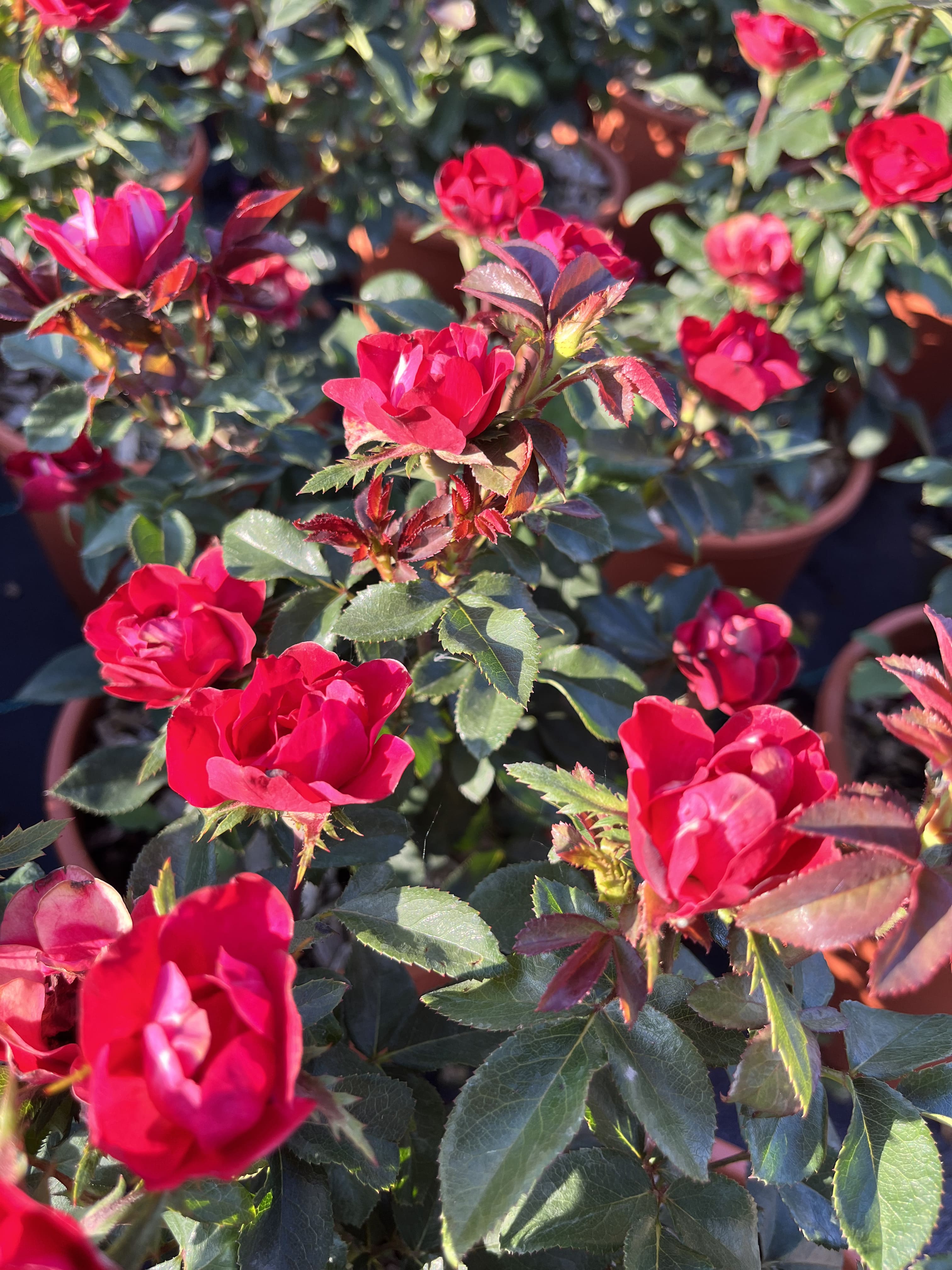 Plant nursery Pistoia | Zepeti® Rose | Potted roses